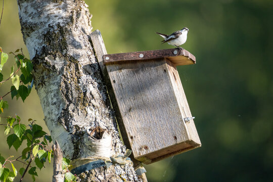 bird on a nesting box