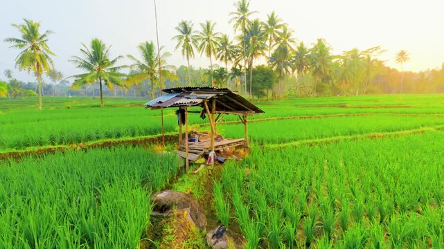 Slow zoom-in shot of a rustic wooden shack standing in lush green rice paddies. Coconut palm trees on a tropical agricultural farm landscape during a bright sunrise. 