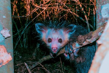 Fototapeta premium Aye-aye lemur with large eyes and ears clinging to a branch at night, featuring coarse matted fur and long whiskers for nocturnal wildlife study