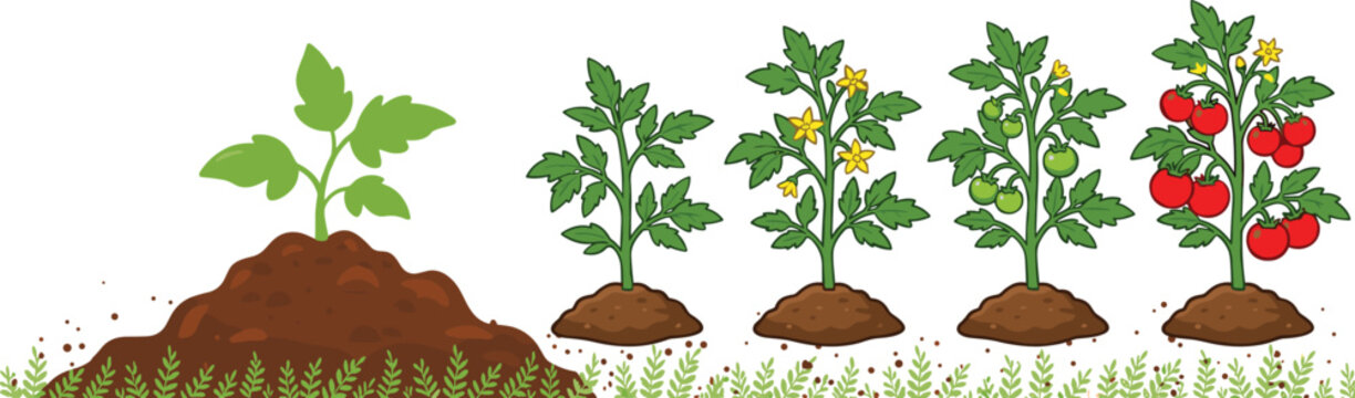 Tomato plant growth stages collection, flowering and fruit development set, colorful vector illustration design