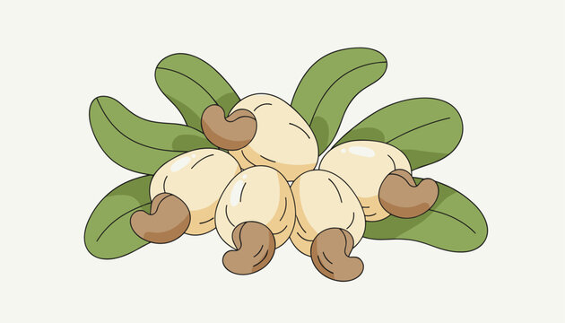Group of fresh ripe cashew apples with kidney-shaped nuts attached, sitting on green leaves, vector illustration.