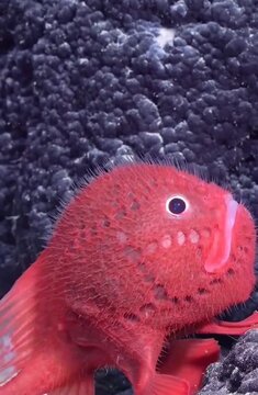red rare  fish with striking crimson tones 