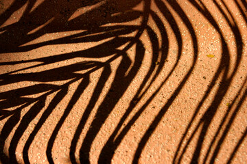 palm tree leaf shadow background © abc foto