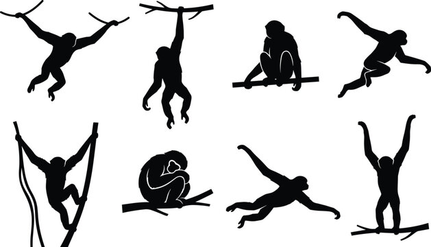 Monkey and Ape Silhouette Collection Depicting Agile Movements and Behaviors for Wildlife Design Concepts