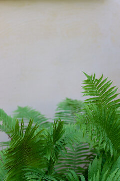ferns frot of the wall background