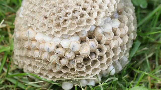 Wasp hive on grass with larvae inside hexagonal cells