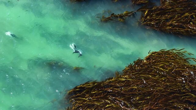 Top down drone footage of Peale's dolphins, Lagenorhynchus australis, swimming through clear turquoise coastal water in the Falkland Islands.