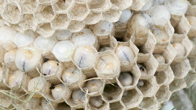 Wasp larvae moving inside hive Close up