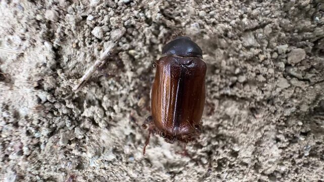 Scenic closeup of beetle consumed by ants a teamwork swarm tissue chew insect leg wing shell remains forest wildlife wilderness survival lifecycle macro nature predation colony foraging decomposition