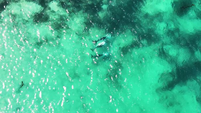 Top down drone footage of Peale's dolphins, Lagenorhynchus australis, swimming through clear turquoise coastal water in the Falkland Islands.
