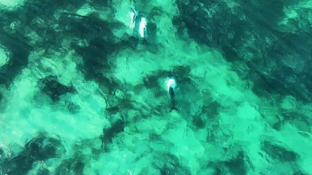 Top down drone footage of Peale's dolphins, Lagenorhynchus australis, swimming through clear turquoise coastal water in the Falkland Islands.