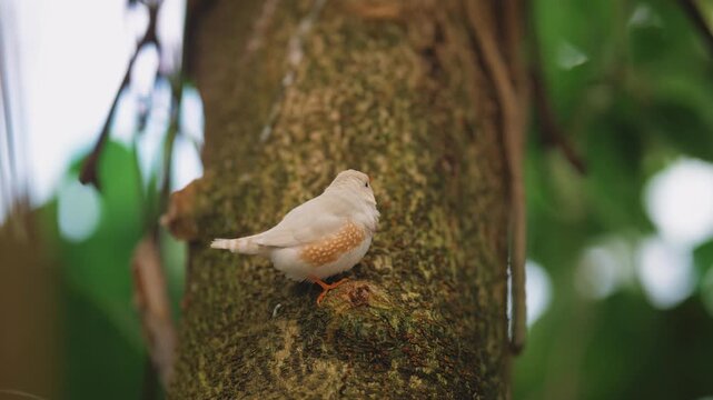 Medium shot of a Zebra Finch resting on a mossy tree trunk