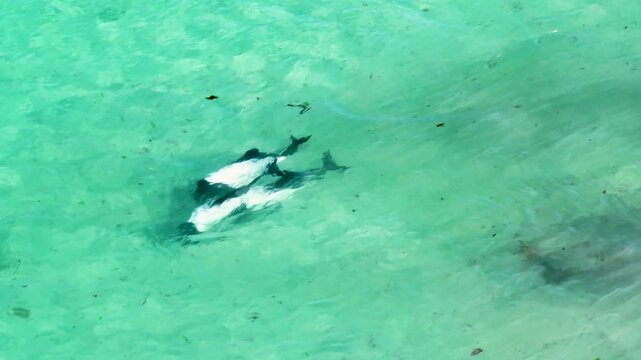 Top down drone footage of Peale's dolphins, Lagenorhynchus australis, swimming through clear turquoise coastal water in the Falkland Islands.