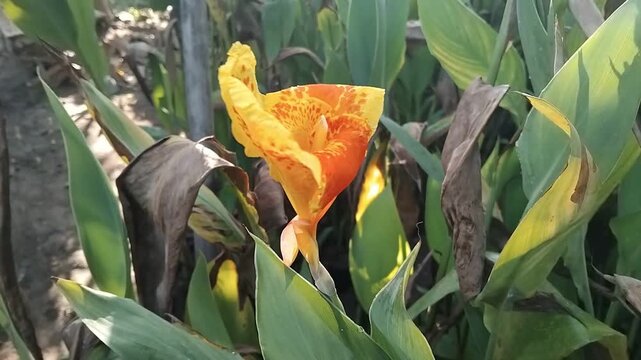 Short 4K video. Canna indica is used as an ornamental plant in yards and city parks due to its stunning flowers. motion video of canna. video footage stock