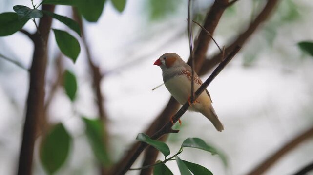 Medium shot of a male Zebra Finch on a thin branch singing before flying off.