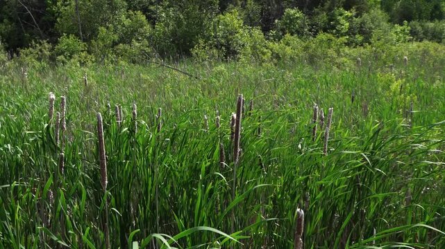 Dense cattails and tall green grass in a marshy wetland under sunlight.