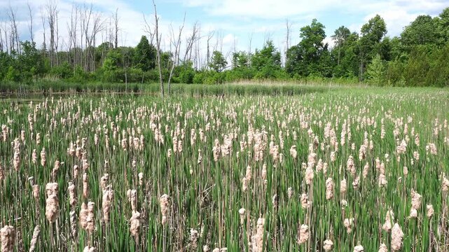 Dense field of cattails at the edge of a marsh with dead trees and green foliage in the background under a partly cloudy sky.