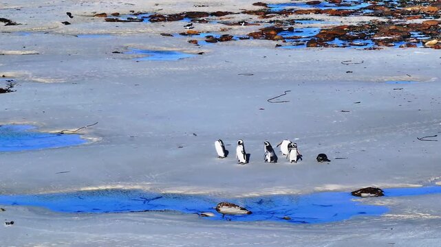Top down drone footage of gentoo penguins walking through shallow coastal water on a sandy beach in the Falkland Islands, ideal for wildlife, seabird behavior and remote nature themes. 