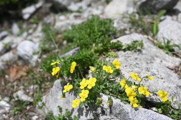 Obraz premium Views from the Pirin National Park in Bulgaria - even the simple wild flowers look spectacular in the rugged settings of the place