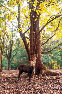 Dark sika deer stag beside a tree with yellow autumn leaves, Nara, Japan