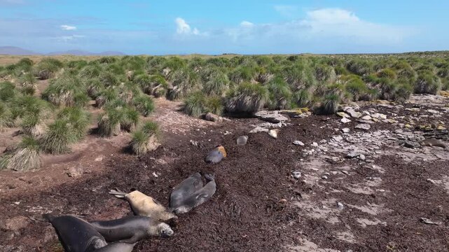Aerial drone footage of a group of sea lions resting on open coastal ground in the Falkland Islands