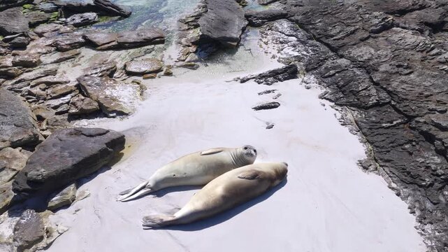 Top Down Drone Footage of Southern Elephant Seal Resting on Rocky Beach in Falkland Islands