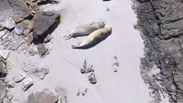 Top Down Drone Footage of Southern Elephant Seal Resting on Rocky Beach in Falkland Islands