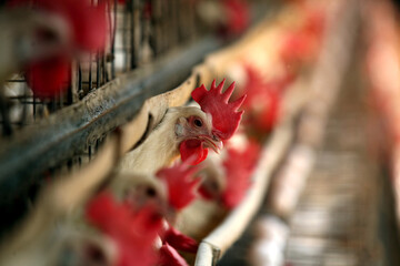 rooster in the farm © abc foto