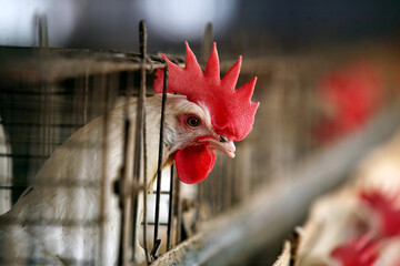 rooster in the farm © abc foto