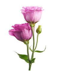 Obraz premium Pink Lisianthus flower with delicate petals and unopened buds, isolated on transparent background with clipping path. Ideal for wedding, floral, botanical, and decorative design projects.