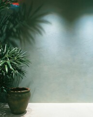 Fototapeta premium Green textured plaster wall background with potted plant and leaf shadows for interior mockup design, spa product backdrop and zen meditation poster styling