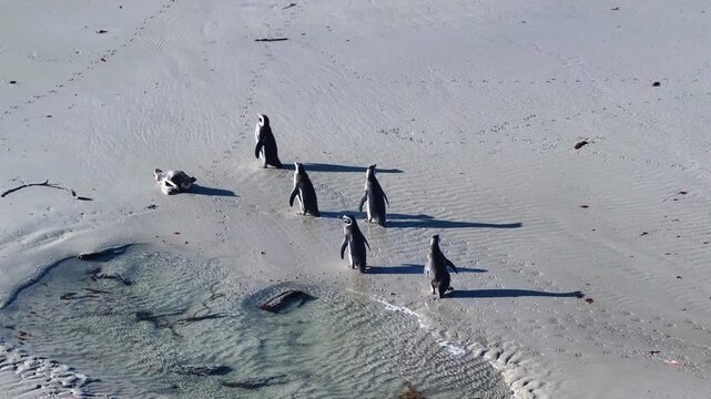 Top down drone footage of gentoo penguins walking through shallow coastal water on a sandy beach in the Falkland Islands, ideal for wildlife, seabird behavior and remote nature themes. 