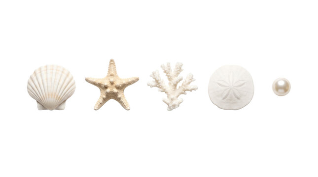 Seashells starfish coral and pearl, isolated on transparent background