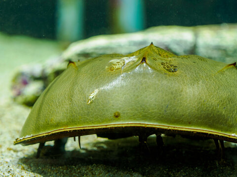 水底の砂の上でじっと佇む生きている化石カブトガニのクローズアップ