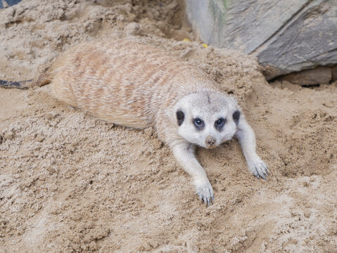 Cute meerkat looking up at the camera while standing on sand, close up portrait of Suricata suricatta with sandy nose, funny mongoose family member in wildlife zoo or natural desert habitat