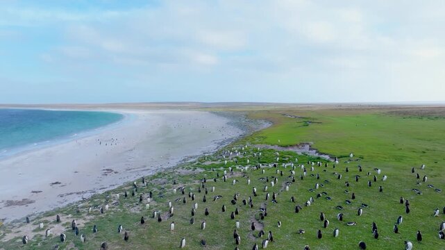 Aerial drone footage of a large penguin colony spread across coastal grassland and shoreline on Bleaker Island in the Falkland Islands.