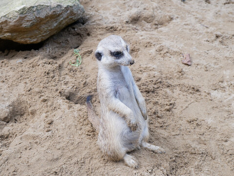 Cute meerkat looking up at the camera while standing on sand, close up portrait of Suricata suricatta with sandy nose, funny mongoose family member in wildlife zoo or natural desert habitat