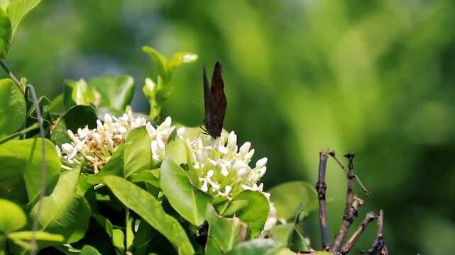 A brown butterfly perched on small white flowers blooming in a lush green bush