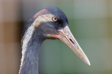 Fototapeta premium Close-up of a crane's head and long beak