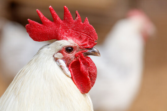 Close-up of a white rooster with vibrant red comb and wattle