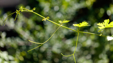 Fototapeta premium Thin green vine with small, serrated leaves