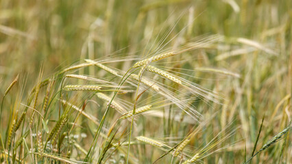 Fototapeta premium Golden wheat stalks sway gently in a sunlit field
