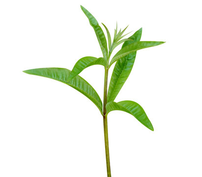 Aloysia citrodora or lemon verbena young plant isolated on a white background