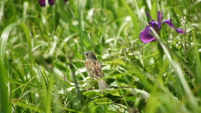 【4K】ベンセ湿原に佇む野鳥ホオアカ：初夏の湿地帯でさえずる頬赤。青森の美しい大自然と野生動物の自然映像素材　[4K] Wild Chestnut-eared Bunting (Emberiza fucata) in Early Summer: Bense Wetland, Aomori Japan 撮影日：20260624-1

