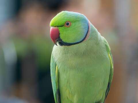 Ring-necked parakeet (Psittacula krameri) male portrait, London garden, England. Iridescent green plumage, urban invasive species.