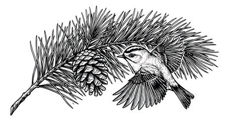 Vintage engraving of a bird on a pine branch with pinecone, hand drawn ink sketch of forest wildlife, botanical conifer vector illustration © sajida