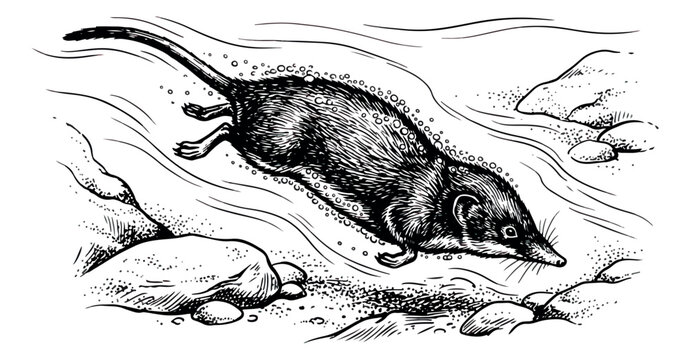 Vintage shrew illustration, hand drawn water shrew swimming in a river, antique zoological engraving of a small mammal in nature