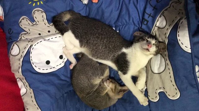 Two cute cats sleeping together on a soft blue patterned blanket indoors with one lovely kitten bothering them.