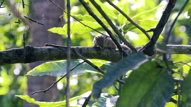 Small palm squirrel crouching on a thin tree branch framed by lush green leaves