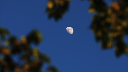 Fototapeta premium Waxing gibbous Moon with tree silhouettes on a daylight blue sky.